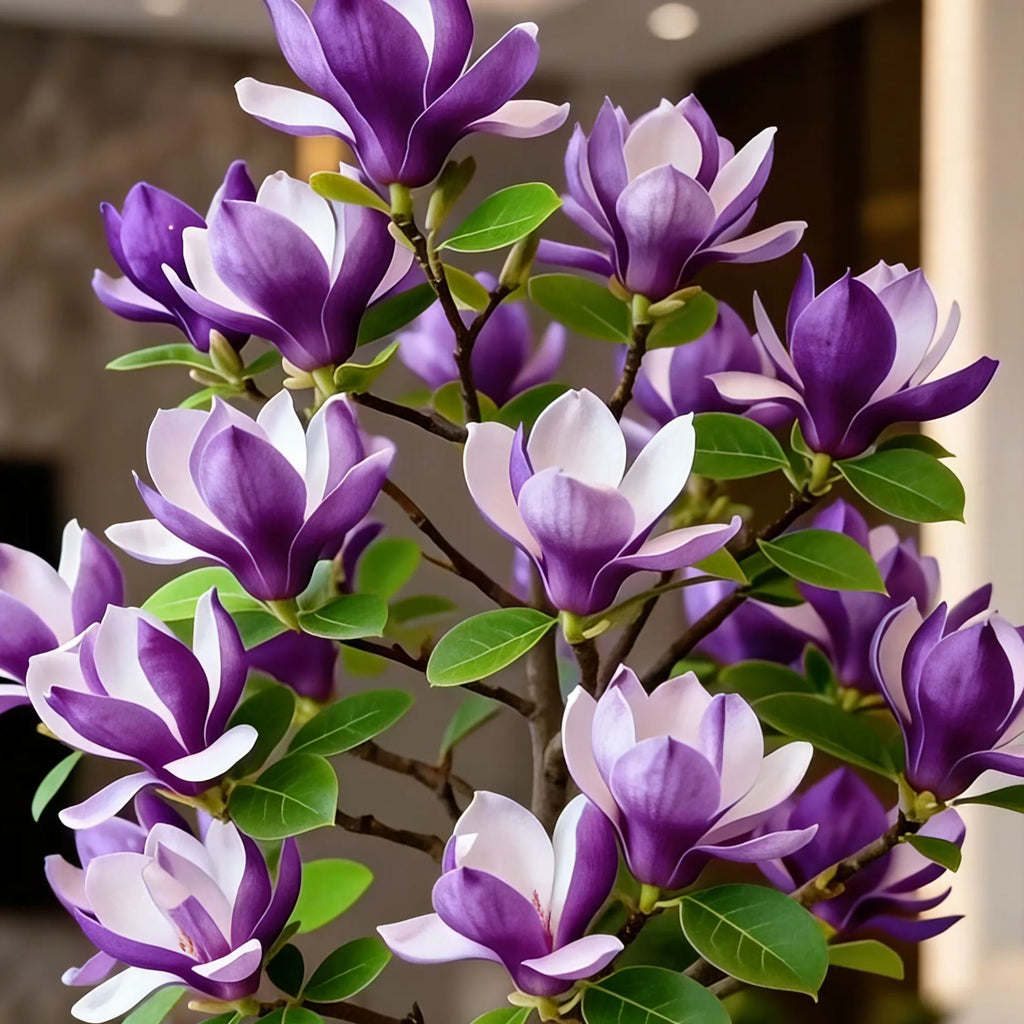 Magnolia liliiflora hagymái (lila orchideák) 🌸 A virágok elrejtik a leveleket, az illat betölti a levegőt