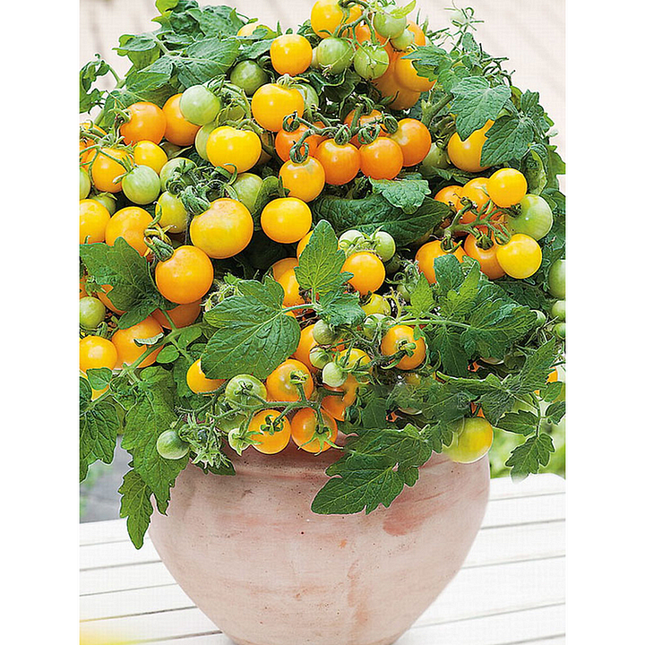 🍅🍅Nasiona pomidorów karłowych w doniczkach