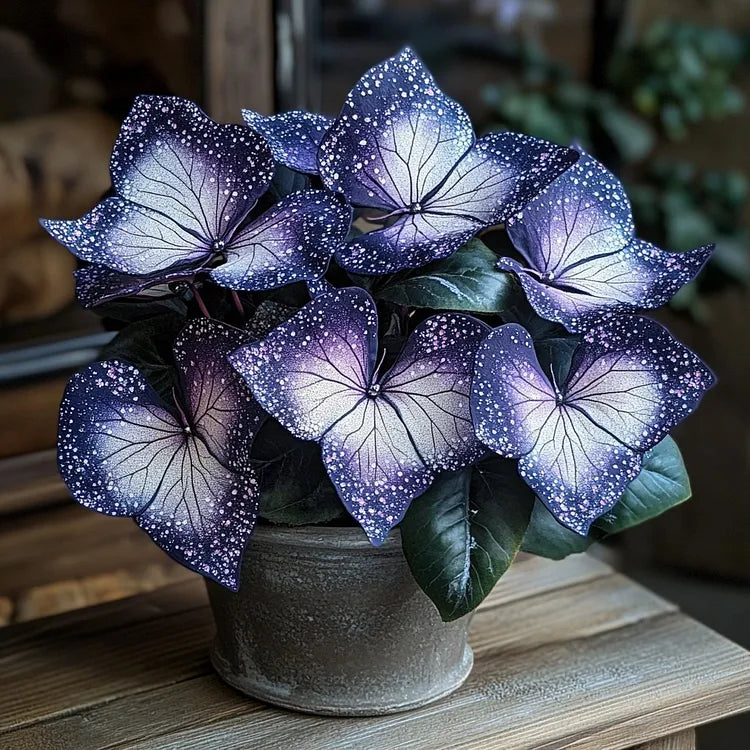 🌟Éjkék hosta – csodálatos kiegészítője otthonodnak! 🌟
