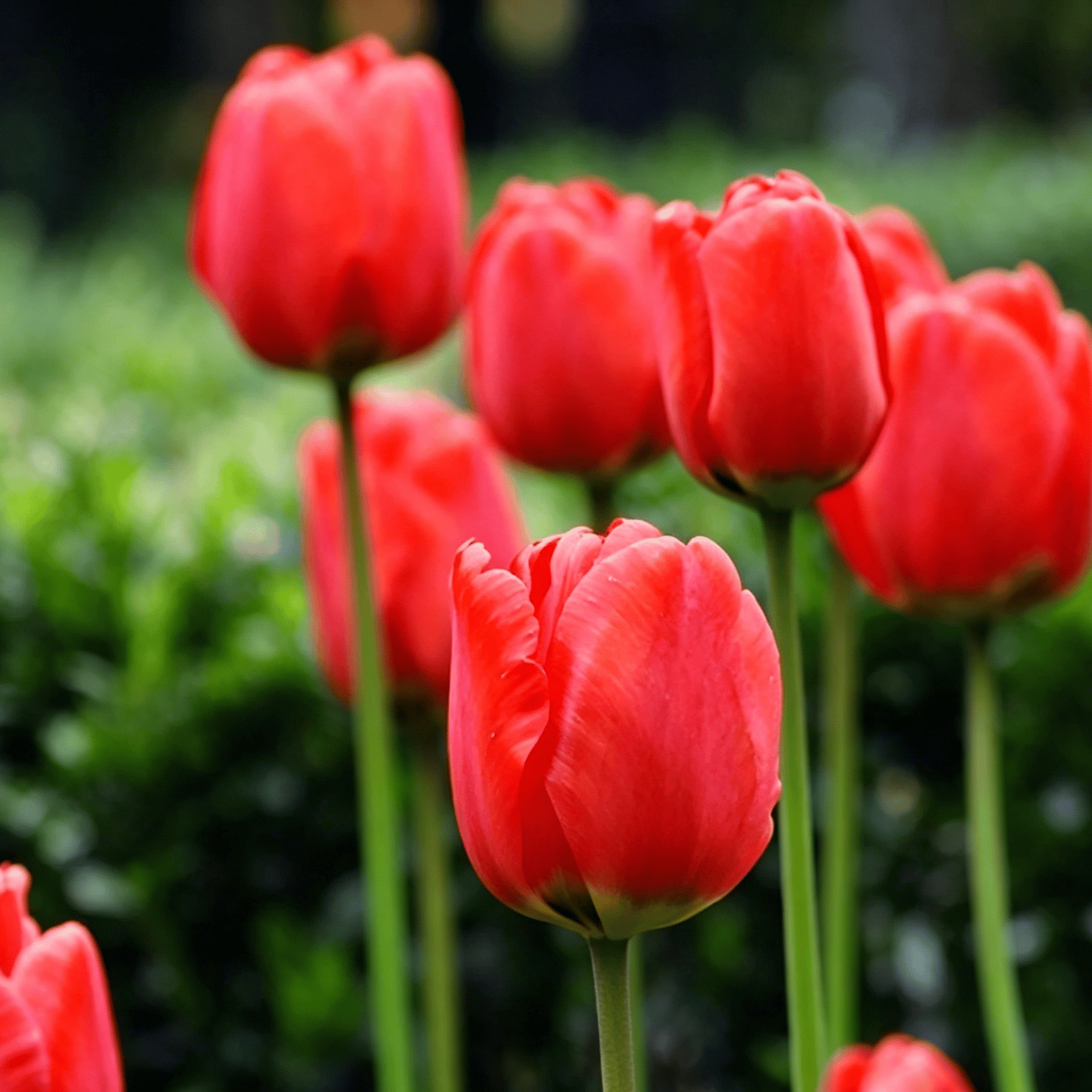 🌷Ritka tulipánmagok – Színes tavaszi virágok cserepekbe, szegélyekbe és kertekbe