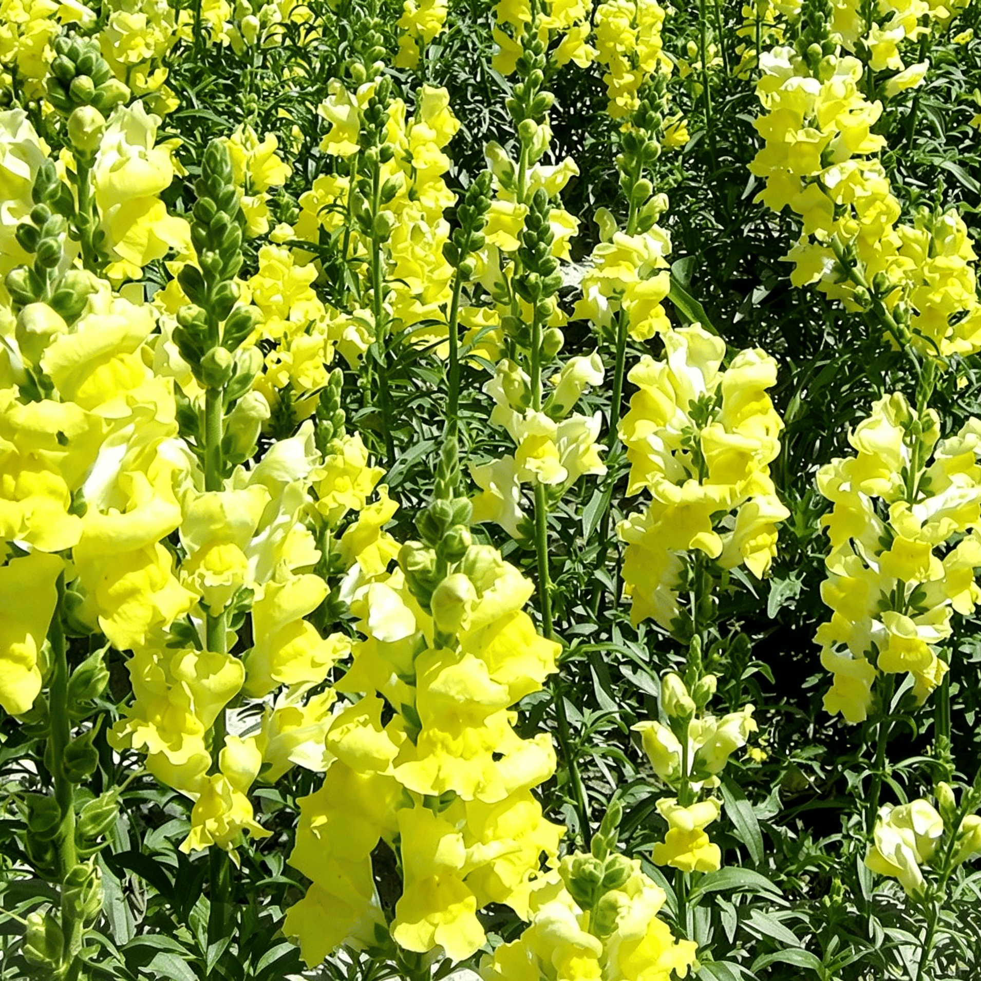 Royal Garden Snapdragon Seeds – Kertészek választása magas, színes vágott virágaihoz 🌸