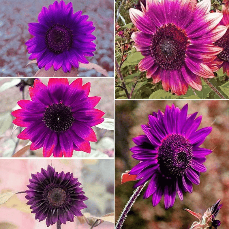 💜Ritka napraforgónövény-kert - Óriáslila napraforgómagok