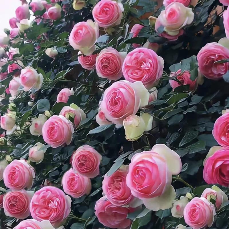 🌺 Hegymászó rózsamag
