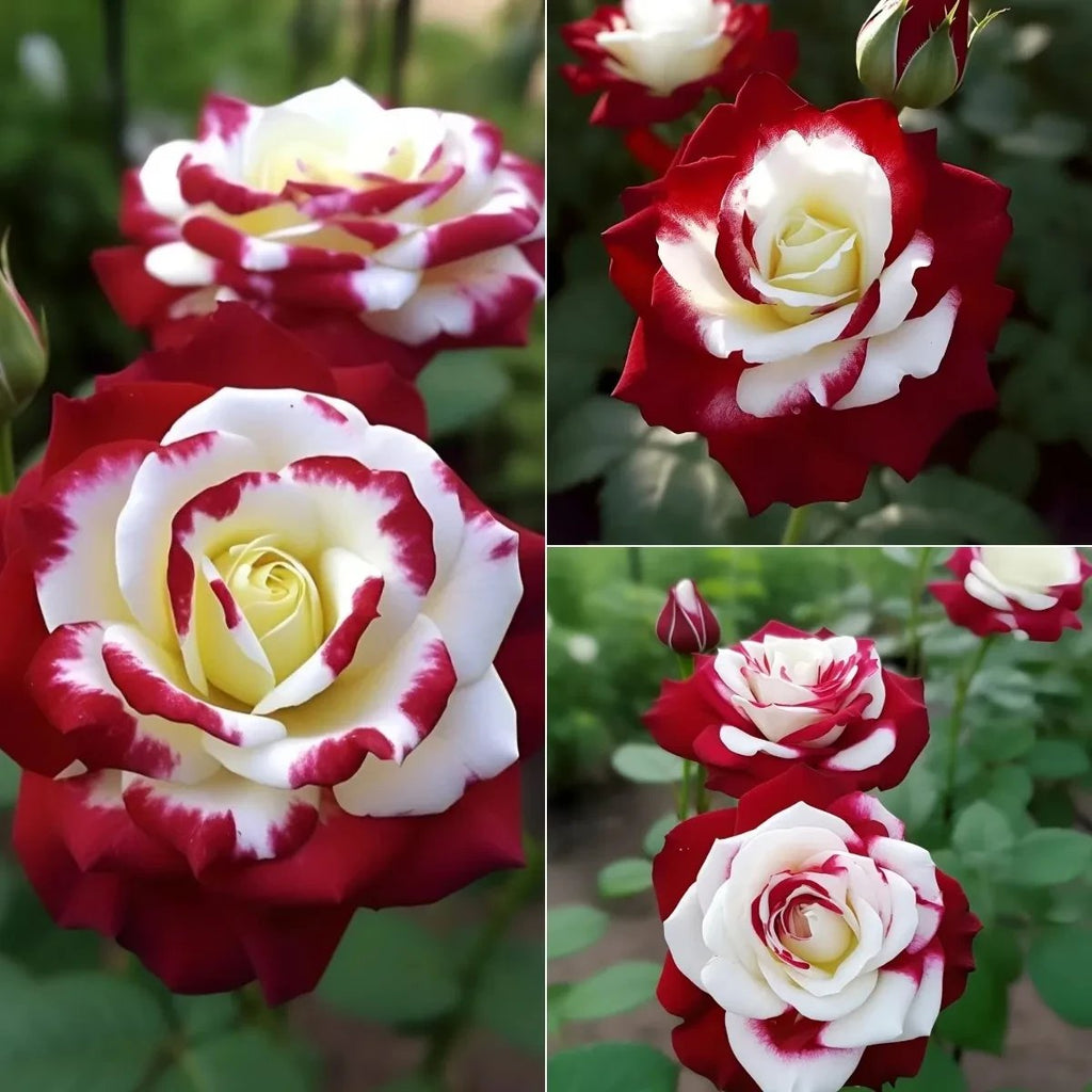🌹 200/1000 db. Ritka ikerrózsa magok vörös és fehér színben - Élénk kerti virágok