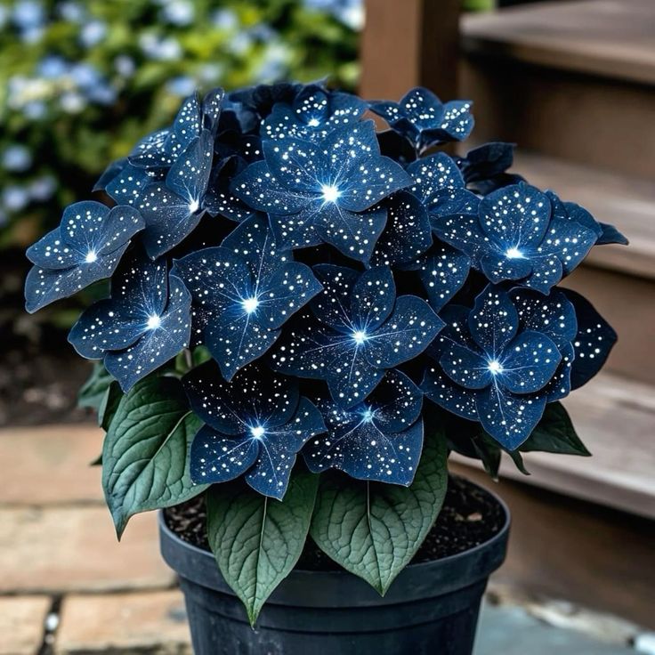 🌟Éjkék hosta – csodálatos kiegészítője otthonodnak! 🌟