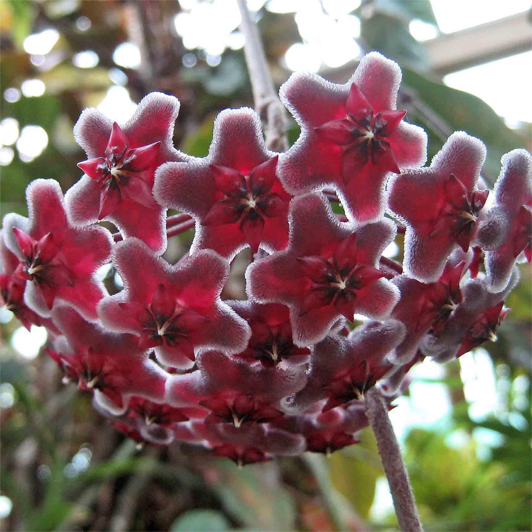 ✨ Hoya  – az égből lehulló csillagok 🌌