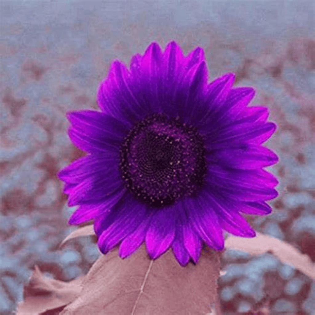💜Ritka napraforgónövény-kert - Óriáslila napraforgómagok