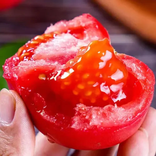 🍅🍅Nasiona pomidorów karłowych w doniczkach