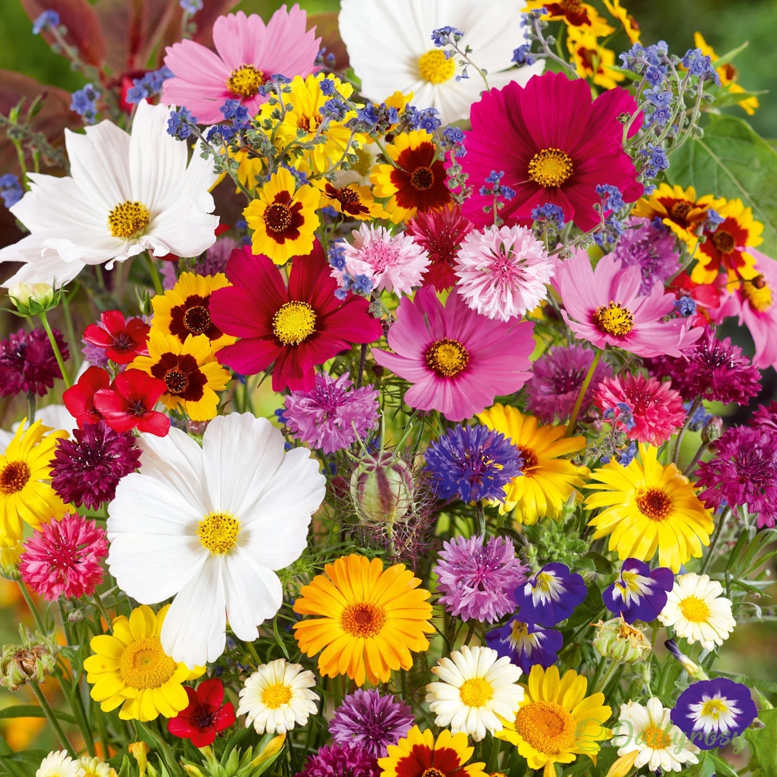 🔥Az akció utolsó napja💐Vegyes évelő virágmagok - több mint 60 vegyes fajta