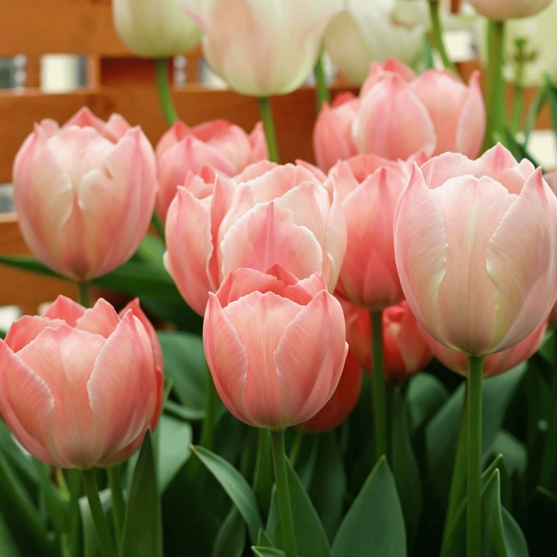 🌷Ritka tulipánmagok – Színes tavaszi virágok cserepekbe, szegélyekbe és kertekbe