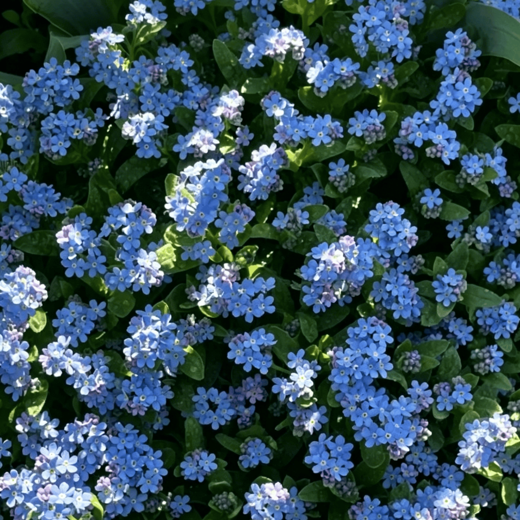 Blue Memory Nefelejcs magok – Minőségileg ellenőrzött Cottage Garden Blooms 🌿💙