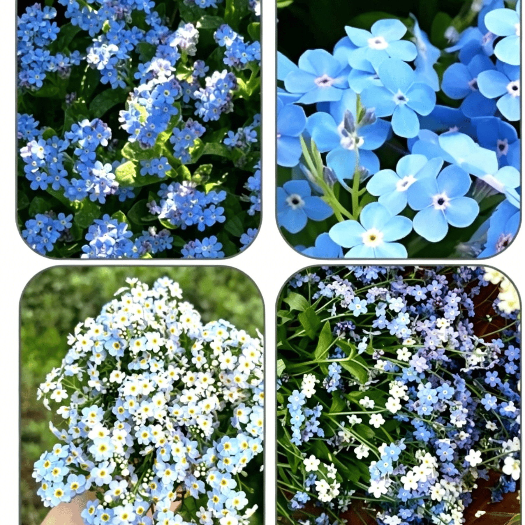 Blue Memory Nefelejcs magok – Minőségileg ellenőrzött Cottage Garden Blooms 🌿💙