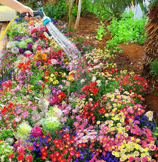 🔥Az akció utolsó napja💐Vegyes évelő virágmagok - több mint 60 vegyes fajta