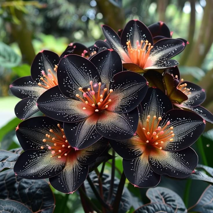 🌟Éjkék hosta – csodálatos kiegészítője otthonodnak! 🌟