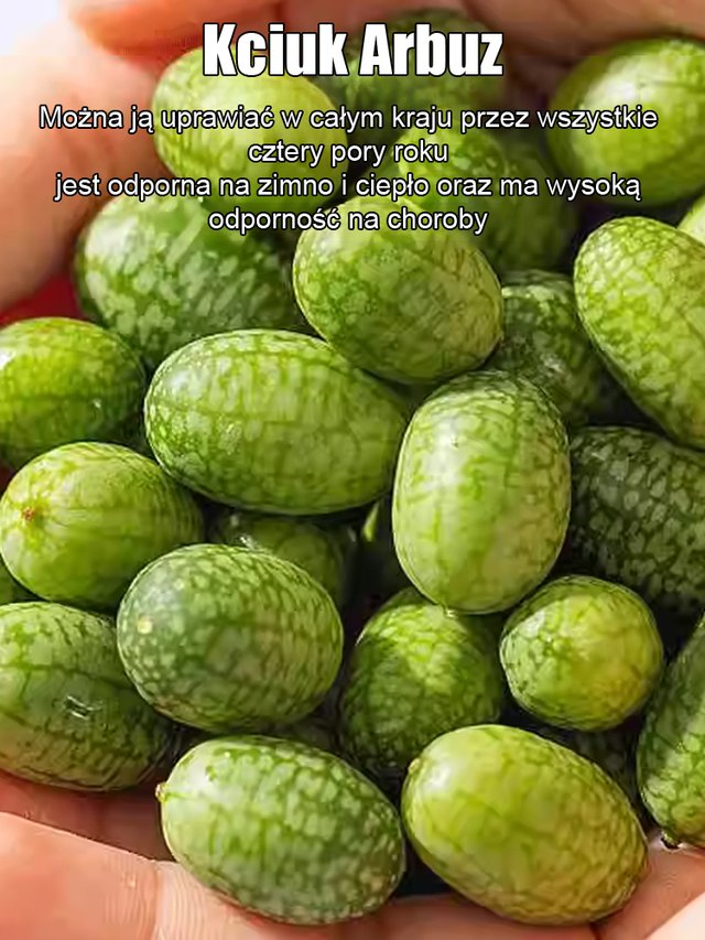 Egyszerűen termeszthető: mexikói uborka