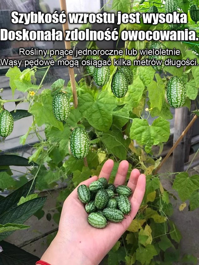 Egyszerűen termeszthető: mexikói uborka
