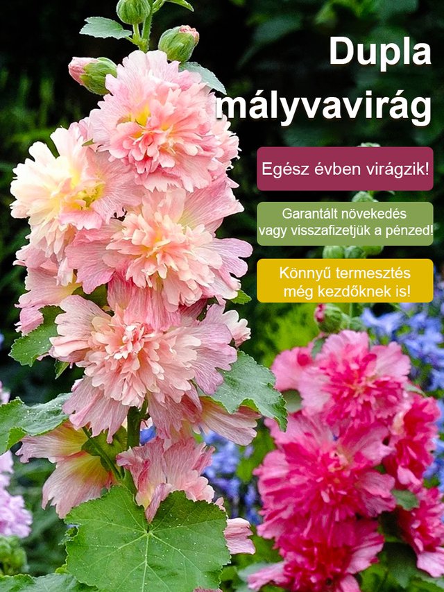 Négy évszakos virágzású dupla szirmú mályva-50% kedvezmény utolsó napja!