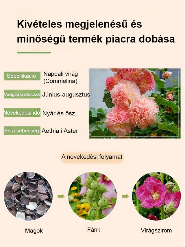 Négy évszakos virágzású dupla szirmú mályva-50% kedvezmény utolsó napja!