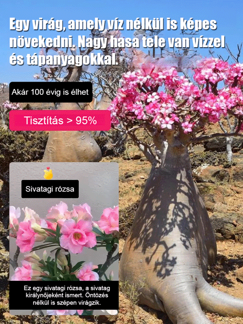 Öntözéssel akár 100 évig élhet a sivatagi rózsa hagymás virág.