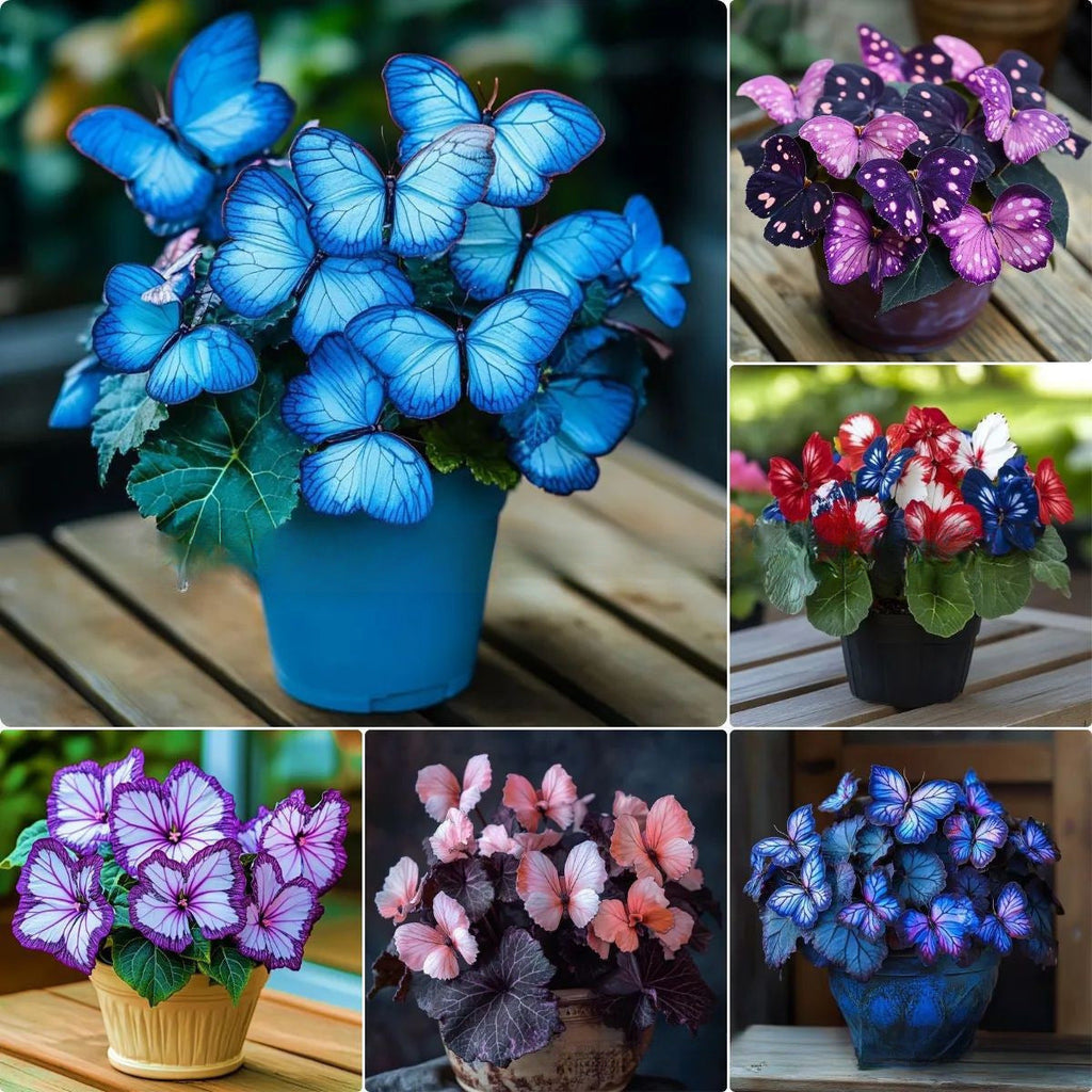 💥 Új begóniák 🦋 Pillangóbegónia magok 🌱 Bonsai, amilyet még soha nem láttál