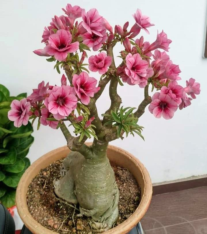 🔥Neveld a Sivatagi Királynőt – most akciós áron!🎁 😍Imád virágozni, hosszú virágzási időszak 🌵 Sivatagi rózsa