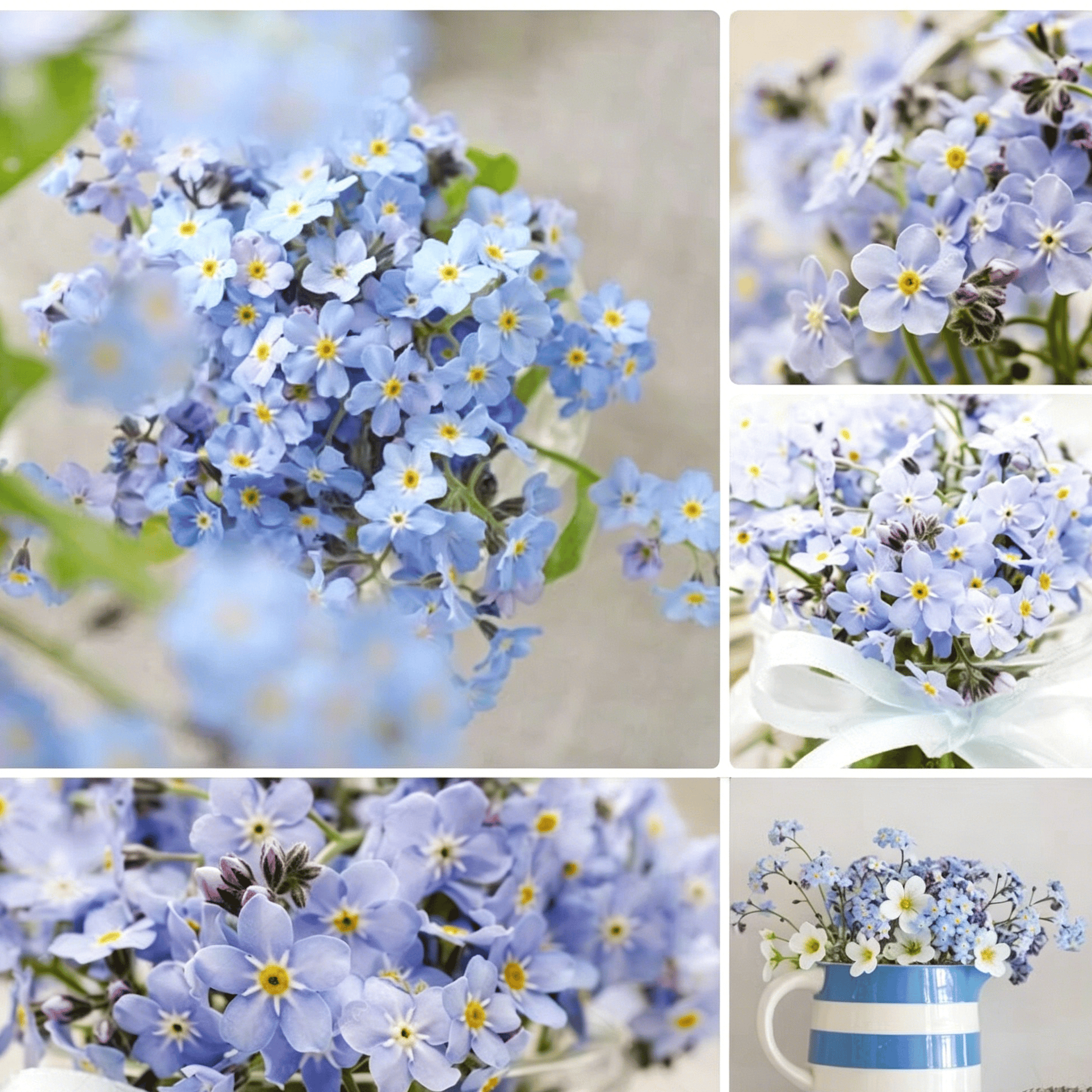 Blue Memory Nefelejcs magok – Minőségileg ellenőrzött Cottage Garden Blooms 🌿💙