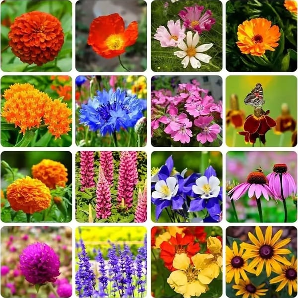 🌸 Egész évben virágzó kert – vess egyszer, és élvezd a színes virágok kavalkádját! 🦋🐝