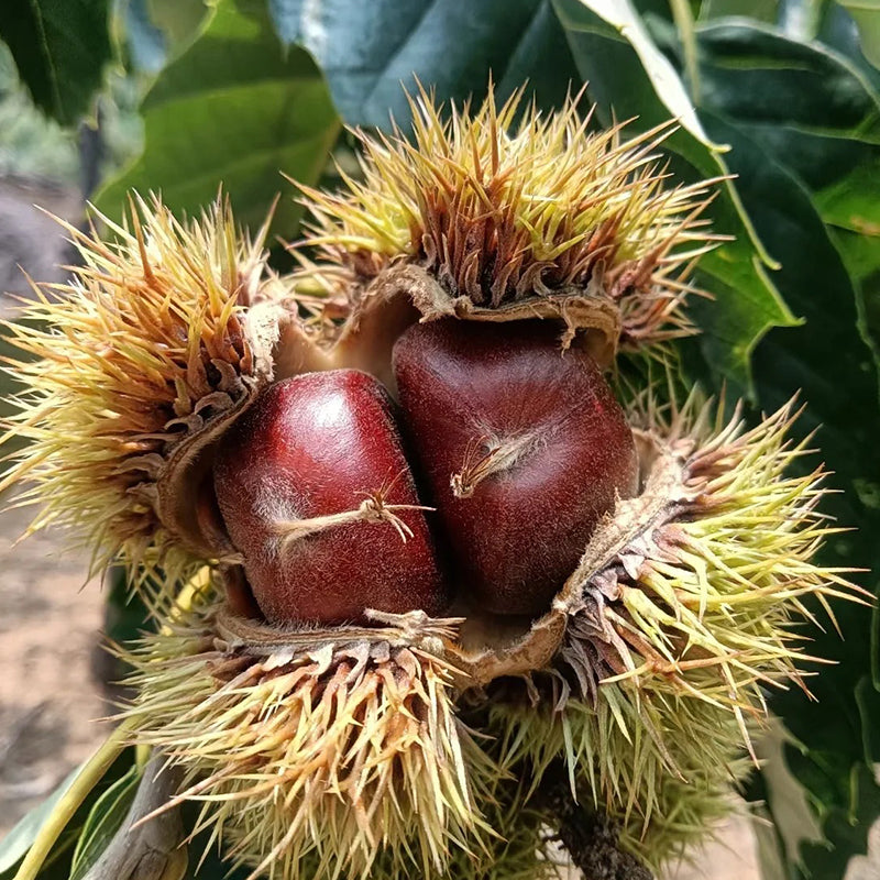Törpe vadgesztenye magok – édes és aromás diófélék