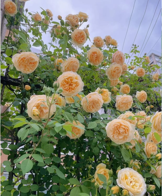 🌺 Hegymászó rózsamag