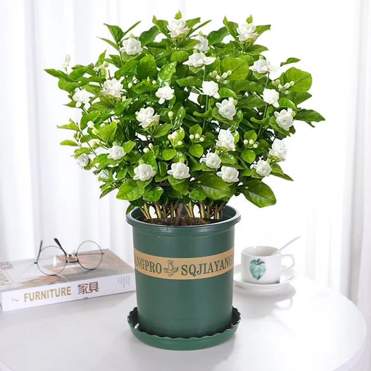 UTOLSÓ NAPOS AKCIÓ 35% KEDVEZMÉNY 🌸 Jázmin cserepes növény (🌱Túlélési garancia: Ingyenes pótlás🌿)