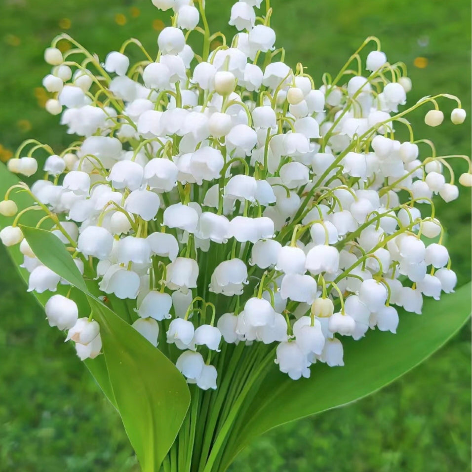 💐GYÖNGYLIMÓ – MEGÉRKEZIK A BOLDOGSÁG