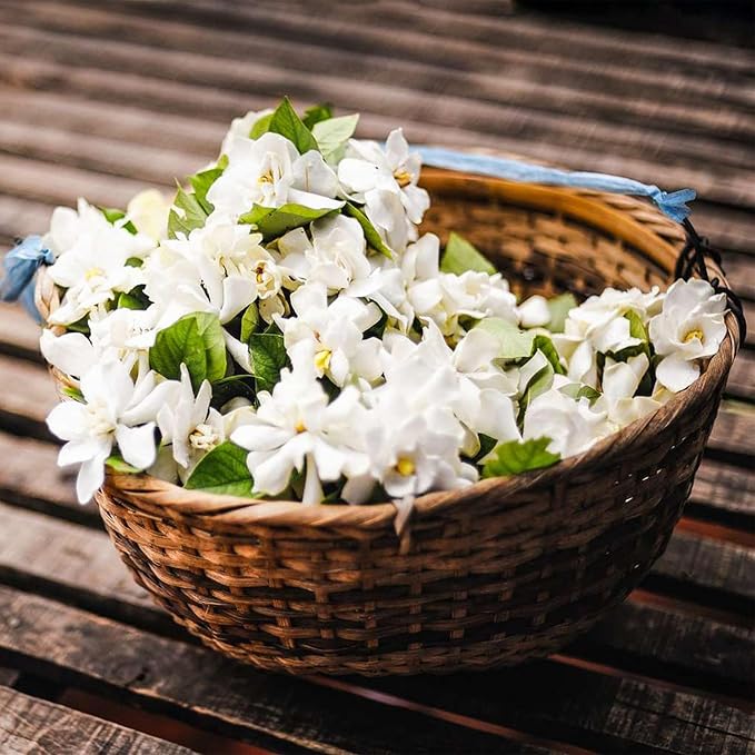 🌸Téli függő jázmin – egy álom szobanövény🌿❄️