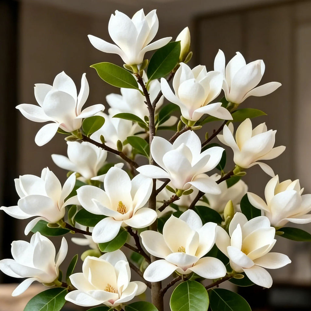 Magnolia liliiflora hagymái (lila orchideák) 🌸 A virágok elrejtik a leveleket, az illat betölti a levegőt