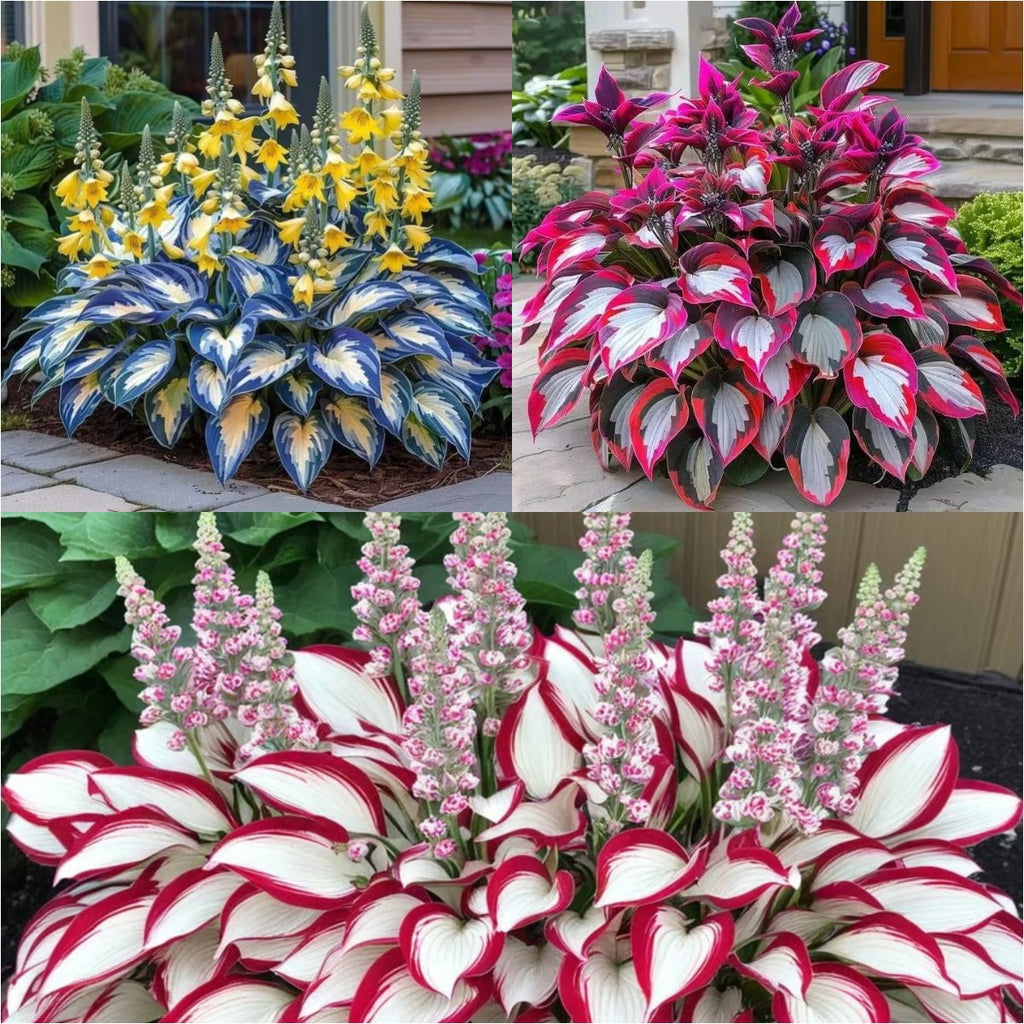 🔥⏰Az akció utolsó napja – 🍃Ritka Hosta magok🌿