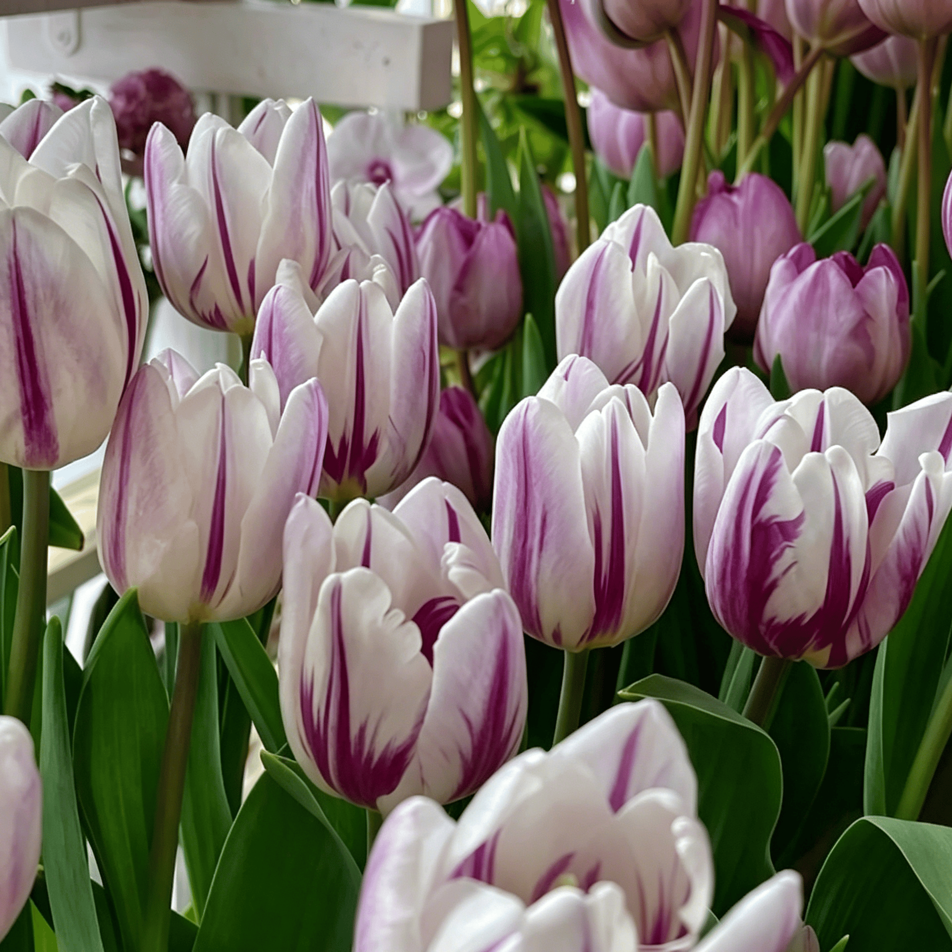 🌷Ritka tulipánmagok – Színes tavaszi virágok cserepekbe, szegélyekbe és kertekbe