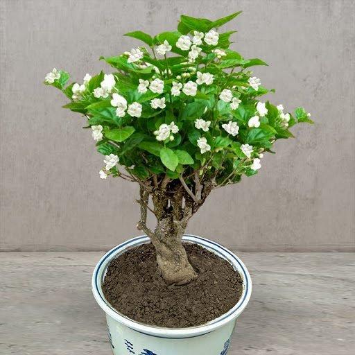 UTOLSÓ NAPOS AKCIÓ 35% KEDVEZMÉNY 🌸 Jázmin cserepes növény (🌱Túlélési garancia: Ingyenes pótlás🌿)
