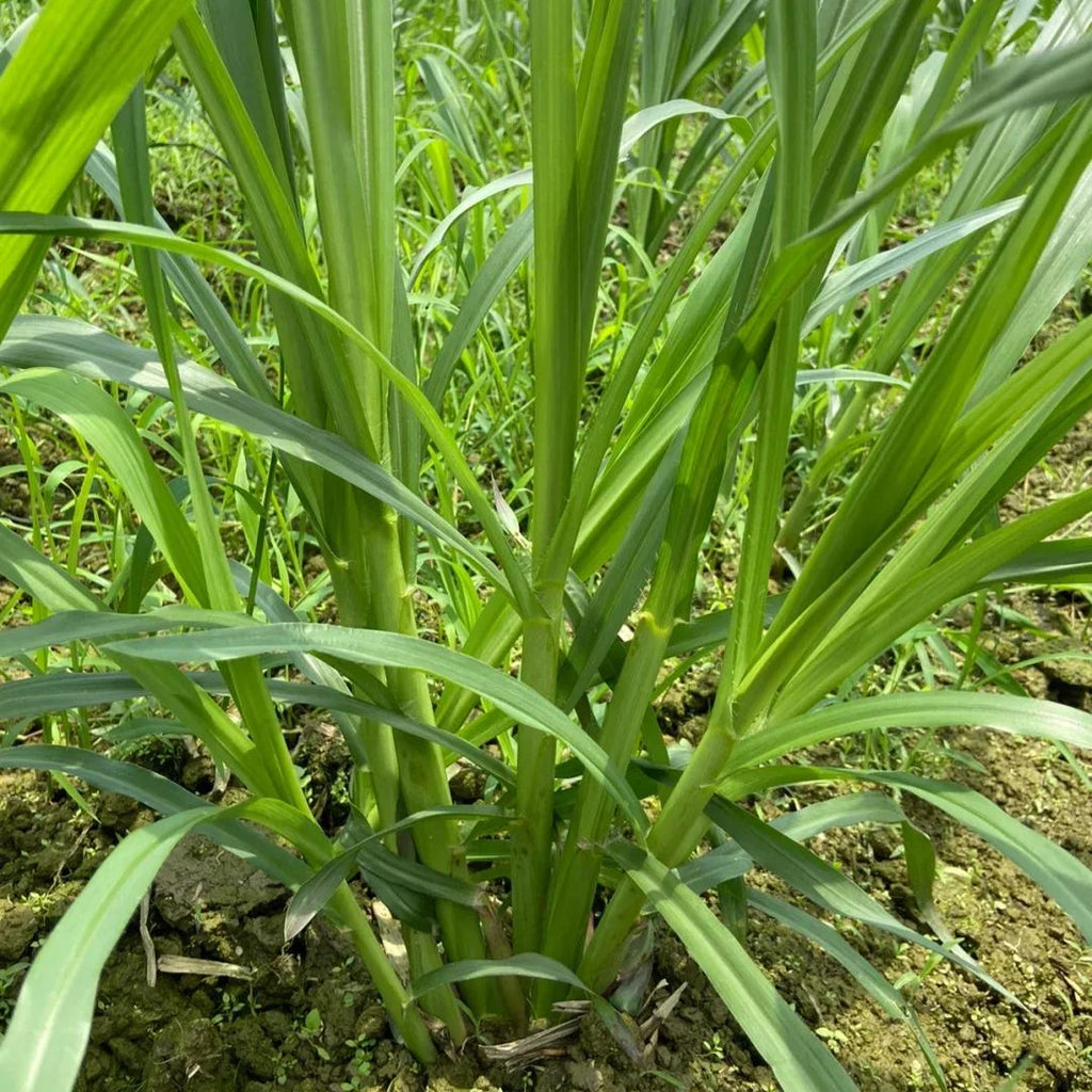 🌿Cirok-szudáni fű hibrid fajta ✅Magas hozamú takarmánymag