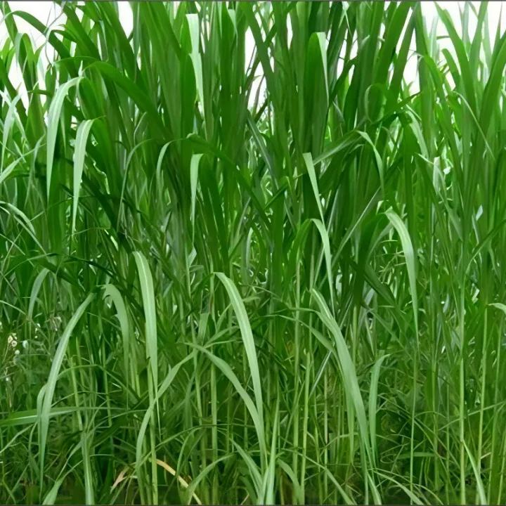 🌿Cirok-szudáni fű hibrid fajta ✅Magas hozamú takarmánymag