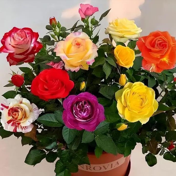 🔥NAGY AKCIÓ - 50% KEDVEZMÉNY🔥Rózsamagok különböző színekben💐