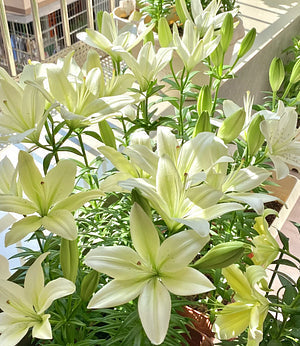 Black Magic Lily🌺Illatliliom hagymák – Friss és édes